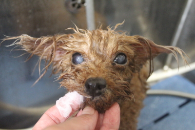 千葉県鎌ケ谷市のトイプードルの歯磨き画像