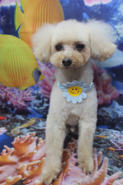 千葉県船橋市のトイプードルのトリミング画像