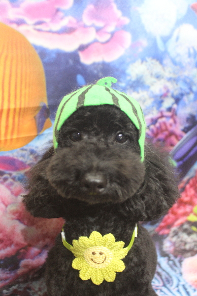 千葉県船橋市のトイプードルのトリミング画像