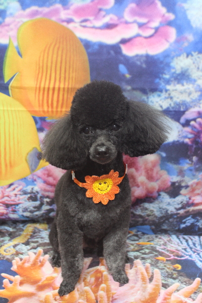 千葉県鎌ヶ谷市のトイプードルのトリミング画像