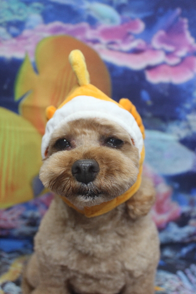 千葉県船橋市のトイプードルのトリミング画像