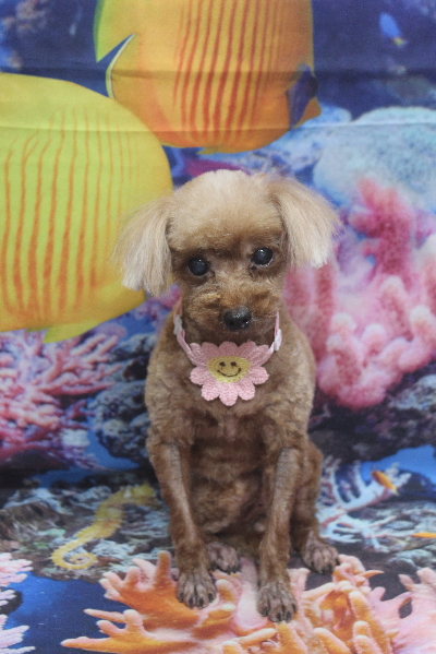 千葉県鎌ケ谷市のトイプードルのトリミング画像