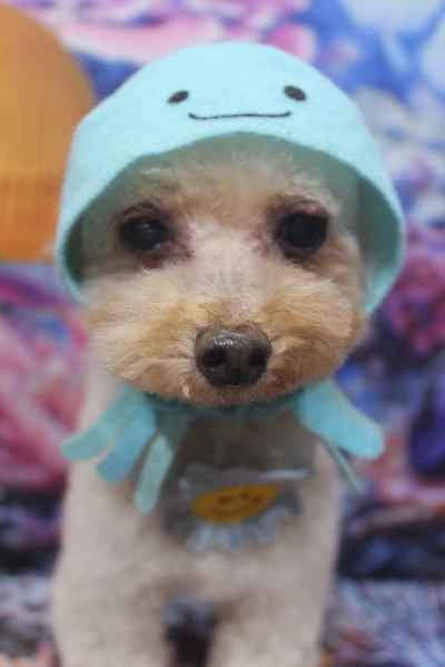 千葉県船橋市のトイプードルのトリミング画像