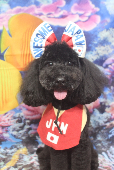 千葉県船橋市のトイプードルのトリミング画像