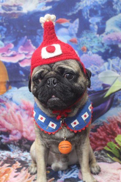 千葉県鎌ケ谷市のパグのトリミング画像