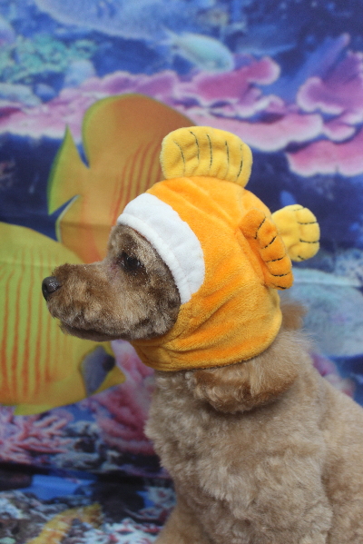 千葉県船橋市のトイプードルのトリミング画像