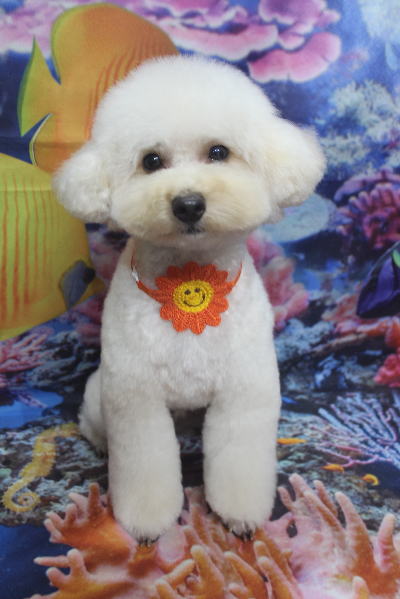 千葉県鎌ヶ谷市のトイプードルのトリミング画像