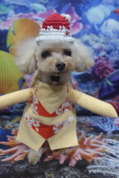 千葉県船橋市のトイプードルのトリミング画像