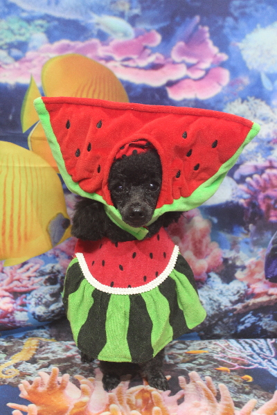 千葉県鎌ヶ谷市のトイプードルのトリミング画像