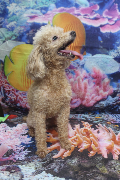 千葉県船橋市のトイプードルのトリミング前画像