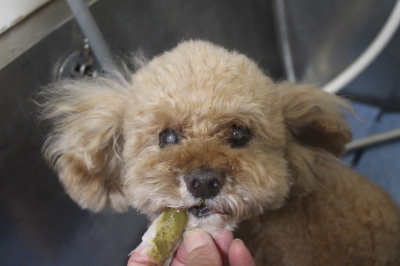 千葉県鎌ヶ谷市のトイプードルの歯磨き画像