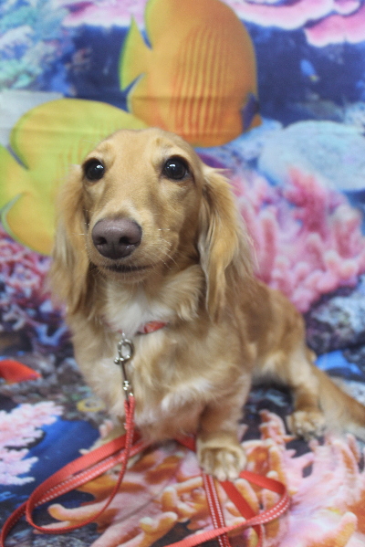 千葉県船橋市のミニチュアダックスのトリミング前画像