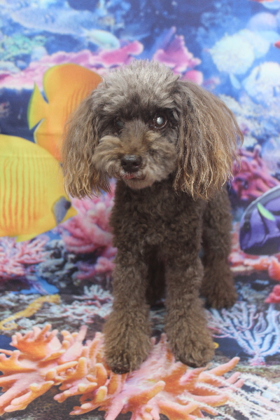 千葉県船橋市のトイプードルのトリミング前画像