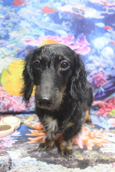 千葉県鎌ケ谷市のミックス犬のトリミング前画像