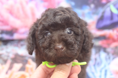 トイプードルブリーダーの子犬、トリミング画像