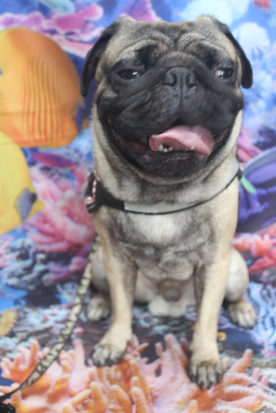 千葉県鎌ケ谷市のパグのトリミング前画像