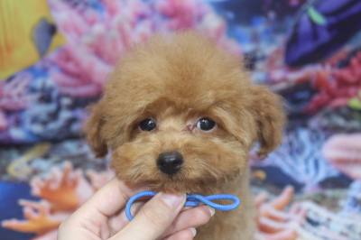 トイプードルブリーダーの子犬、トリミング画像