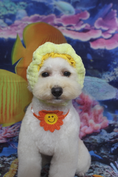 千葉県鎌ヶ谷市のトイプードルのトリミング画像