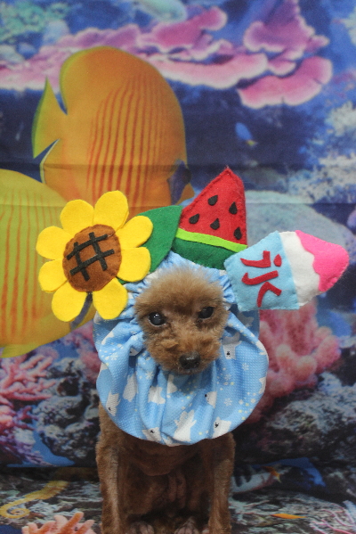 千葉県鎌ケ谷市のトイプードルのトリミング画像