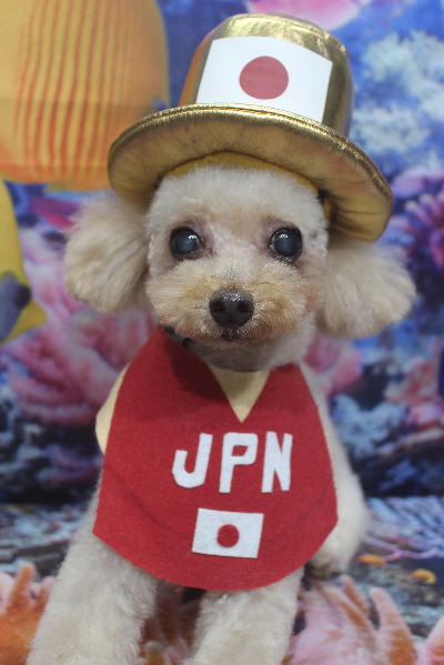 千葉県船橋市のトイプードルのトリミング画像