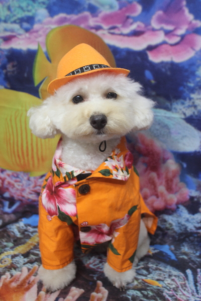 千葉県鎌ヶ谷市のトイプードルのトリミング画像