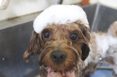 千葉県鎌ケ谷市のミックス犬のシャンプー画像