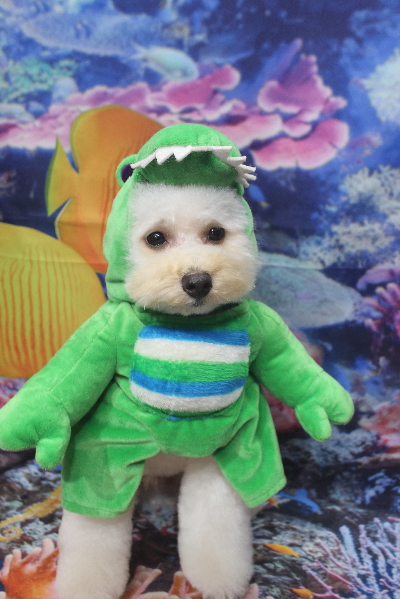 千葉県鎌ヶ谷市のトイプードルのトリミング画像