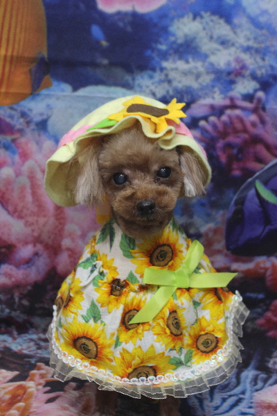 千葉県鎌ケ谷市のトイプードルのトリミング画像