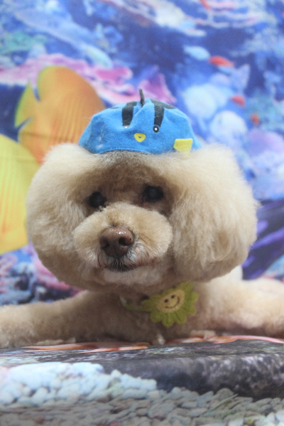 千葉県船橋市のトイプードルのトリミング画像