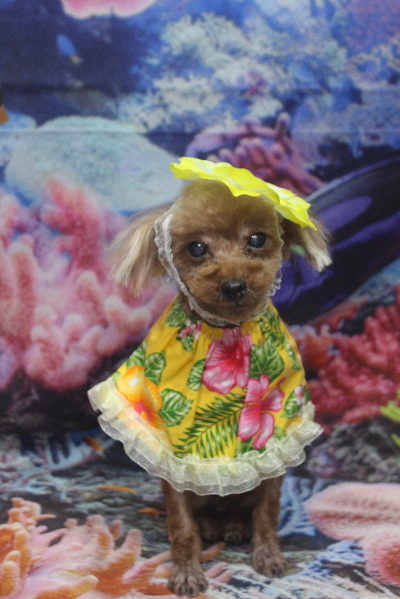 千葉県鎌ケ谷市のトイプードルのトリミング画像