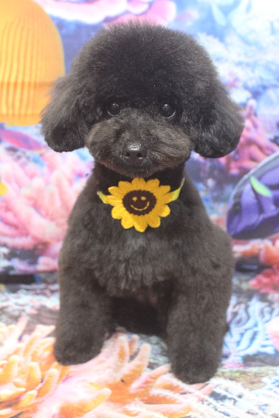 千葉県鎌ヶ谷市のトイプードルのトリミング画像