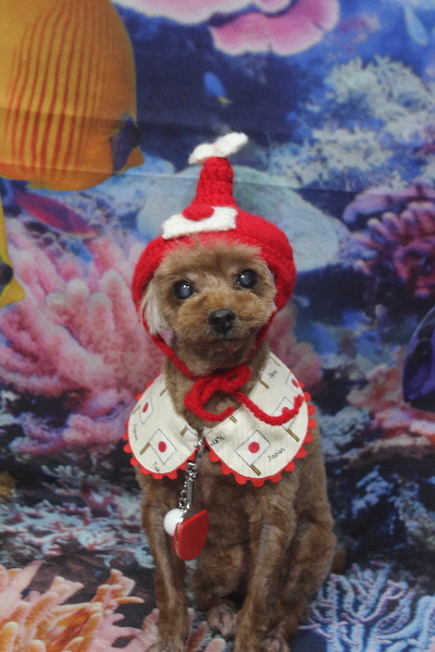 千葉県鎌ケ谷市のトイプードルのトリミング画像