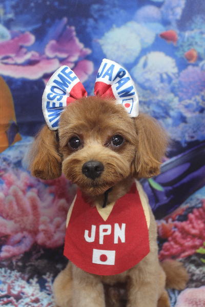 千葉県鎌ケ谷市のミックス犬のトリミング画像