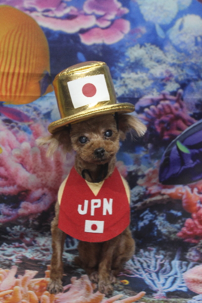 千葉県鎌ケ谷市のトイプードルのトリミング画像