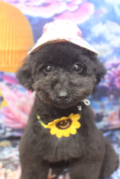 千葉県鎌ヶ谷市のトイプードルのトリミング画像