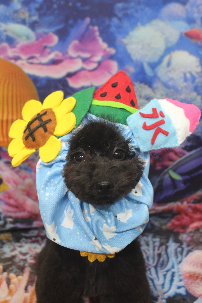 千葉県鎌ヶ谷市のトイプードルのトリミング画像