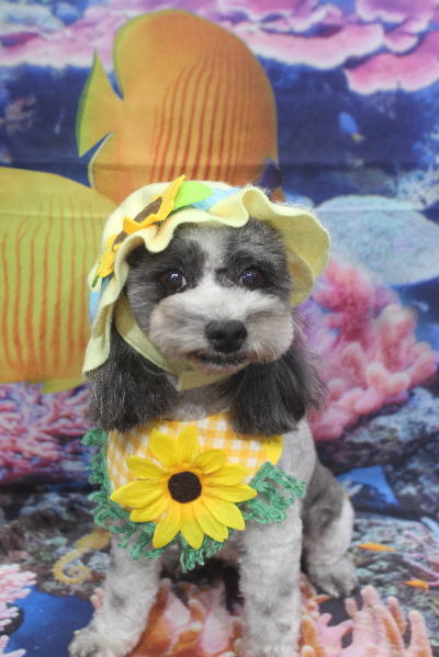 千葉県鎌ケ谷市のトイプードルのトリミング画像