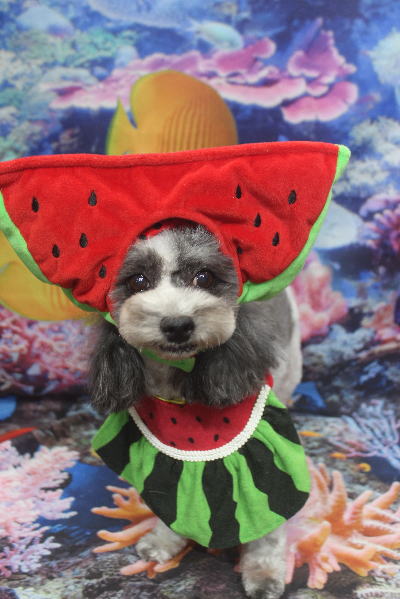 千葉県鎌ケ谷市のトイプードルのトリミング画像