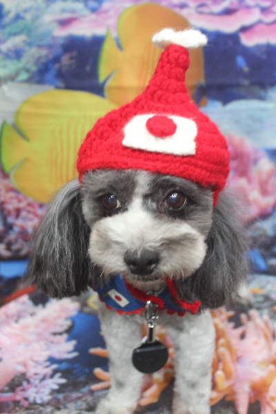 千葉県鎌ケ谷市のトイプードルのトリミング画像