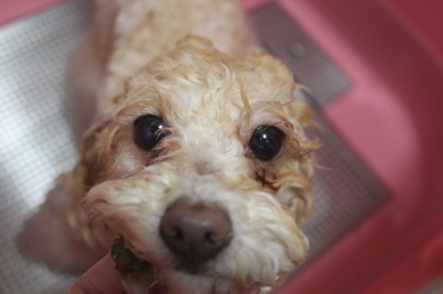 千葉県船橋市のトイプードルの歯磨き画像