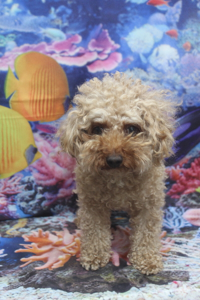 千葉県船橋市のトイプードルのトリミング前画像