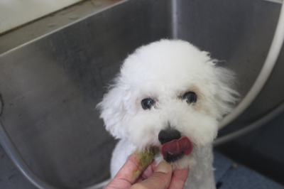千葉県市川市のトイプードルの歯磨き画像