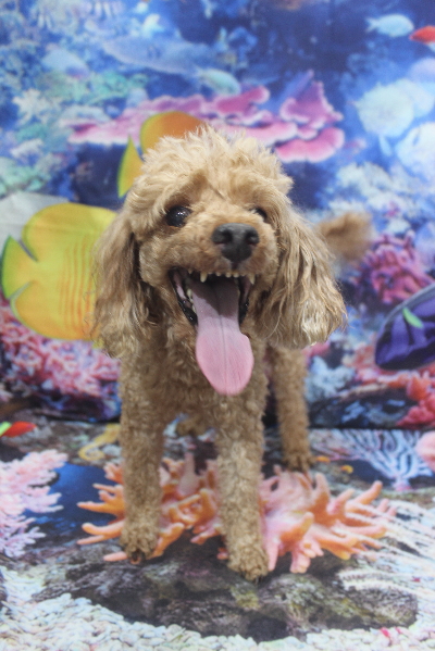 千葉県船橋市のトイプードルのトリミング前画像