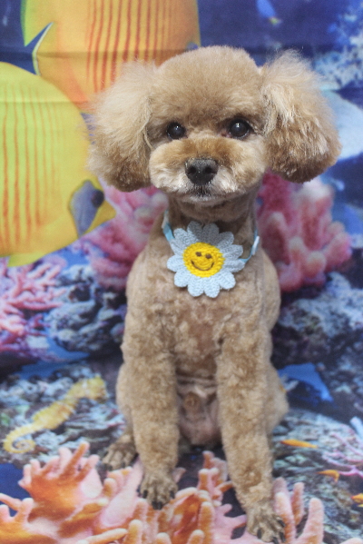 千葉県鎌ヶ谷市のトイプードルのトリミング画像