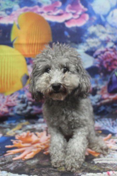 トイプードルブリーダーの成犬、トリミング画像