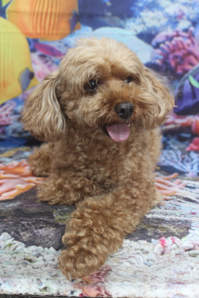 千葉県船橋市のトイプードルのトリミング前画像