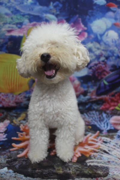 千葉県鎌ヶ谷市のトイプードルのトリミング前画像