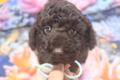 トイプードルブリーダーの子犬、トリミング画像