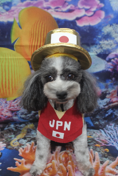 千葉県鎌ケ谷市のトイプードルのトリミング画像