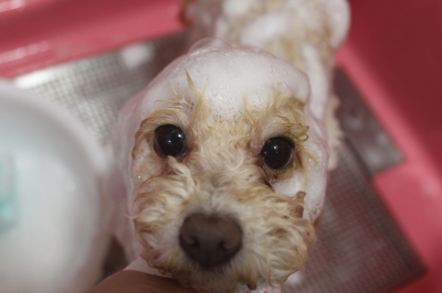 千葉県船橋市のトイプードルのシャンプー画像